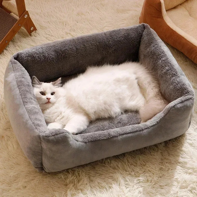 Kat in het bed